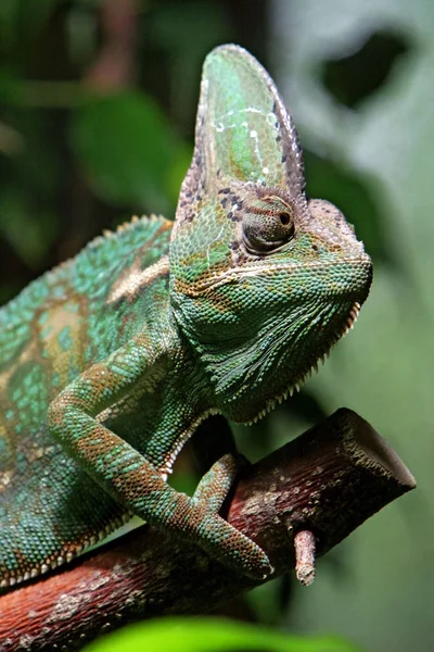 Egzotikus Gyík Hüllő Kaméleon — Stock Fotó