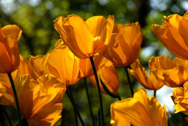 Tulpenblüten Blütenblätter Frühlingsflora — Stockfoto