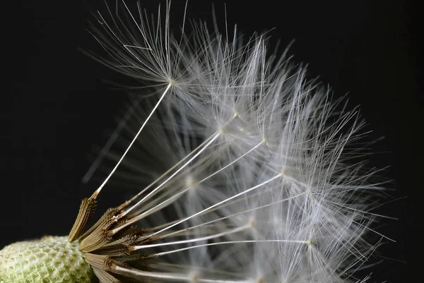 Closeup View Natural Dandelion Fleur — Photo