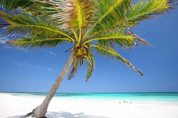 加勒比海 库拉索岛 威利斯坦岛 Abc群岛 — 图库照片