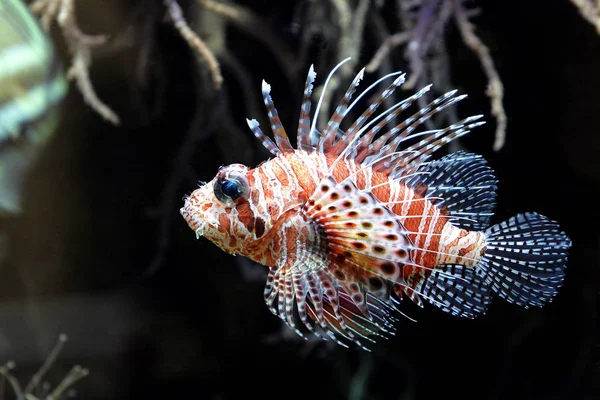 海洋生物 水中的海狮鱼 水生动物 — 图库照片