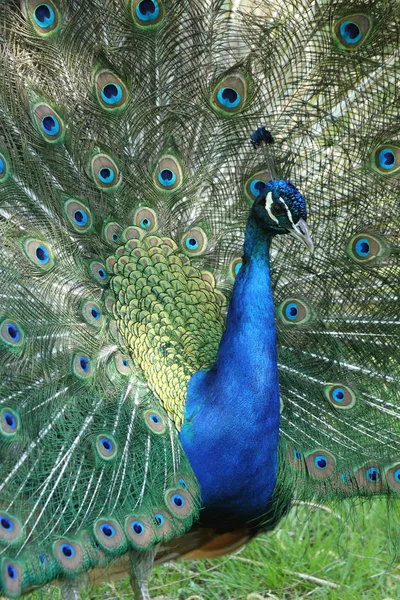 peacock bird, colorful feathers