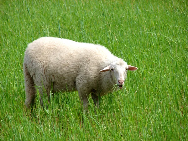 Moutons Sur Herbe — Photo
