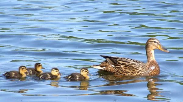 Observação Pássaros Tiro Pato Natureza Selvagem — Fotografia de Stock