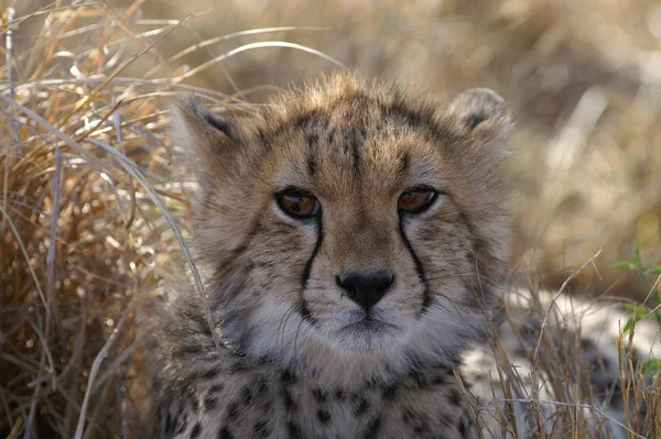 Gevlekte Cheeta Roofdier Grote Kat — Stockfoto