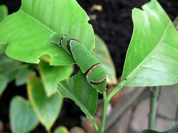 Caterpillar Insect Small Worm — Stock Photo, Image