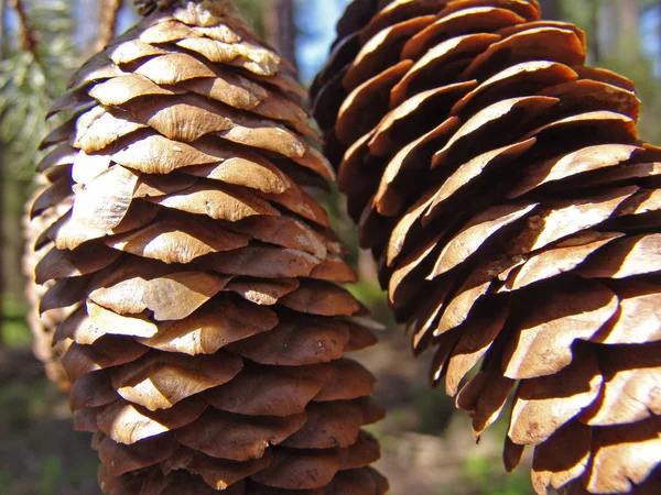Cones Pinho Árvore Coníferas — Fotografia de Stock