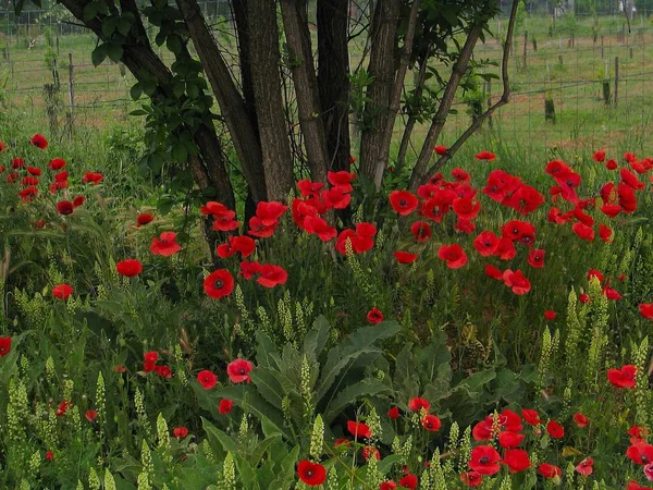 Campo Papoilas Flores Flores Vermelhas Pétalas — Fotografia de Stock