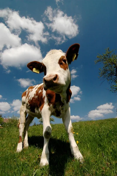 Vacas Paisaje Natural Enfoque Selectivo — Foto de Stock