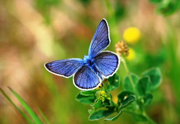 Close Bug Natureza Selvagem — Fotografia de Stock