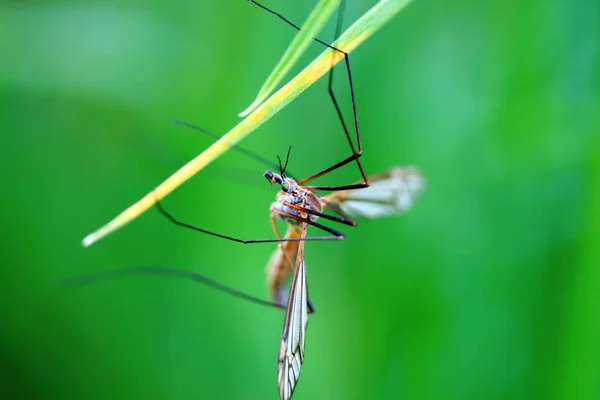 Detailní Pohled Hmyz Přírodě — Stock fotografie