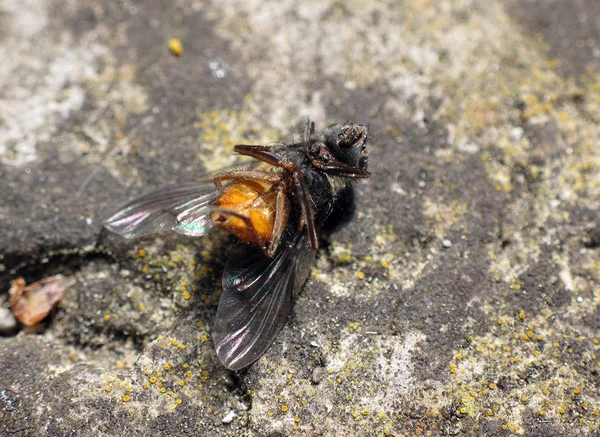 Närbild Insekter Vild Natur — Stockfoto