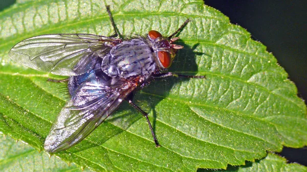 Close Bug Natureza Selvagem — Fotografia de Stock