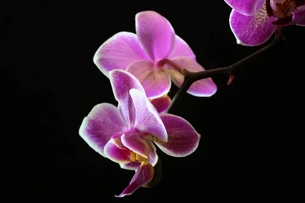 Vacker Orkidé Blomma Dekorativ Växt — Stockfoto