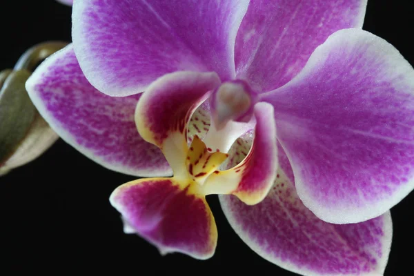 Piękna Orchidea Kwiat Roślin Płatki Flory — Zdjęcie stockowe