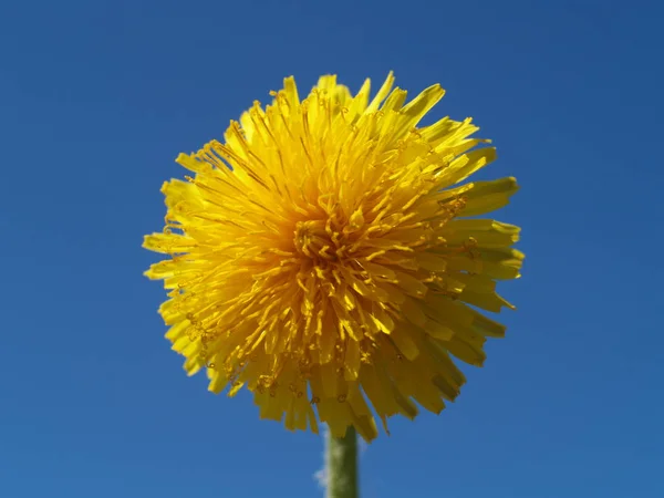 Primo Piano Vista Del Fiore Naturale Tarassaco — Foto Stock