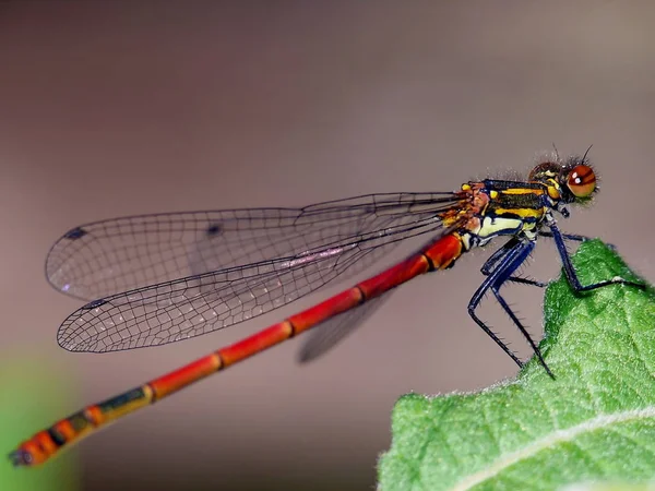 Detailní Makro Pohled Hmyz Vážky — Stock fotografie