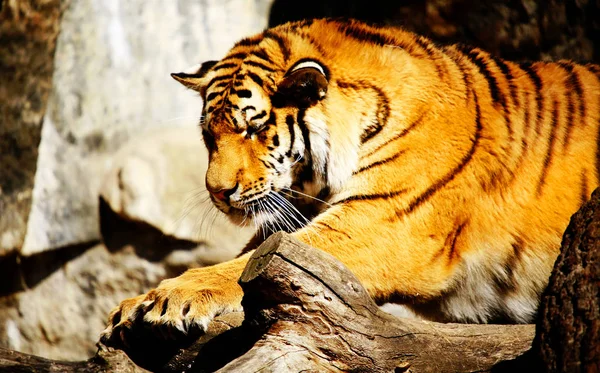 Kattdjur Vild Tiger — Stockfoto