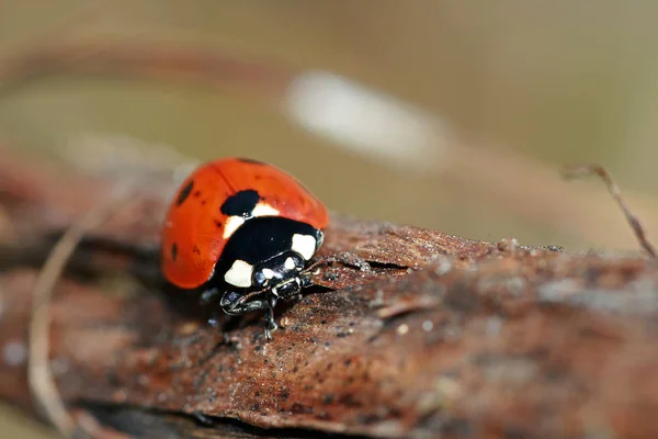 Visão Close Pequeno Inseto Ladybird — Fotografia de Stock