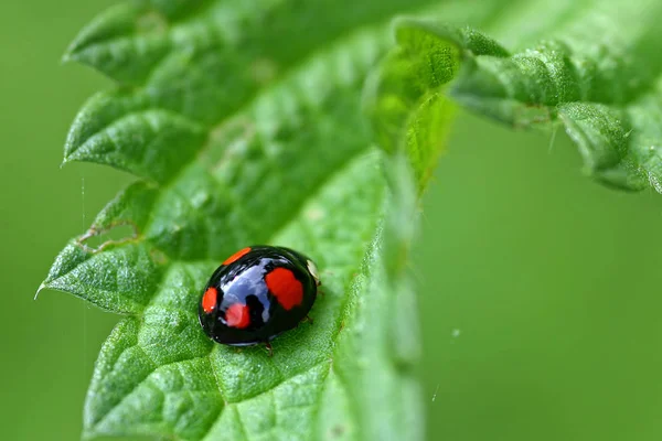 Ladybug Dos Puntos Var Negro —  Fotos de Stock