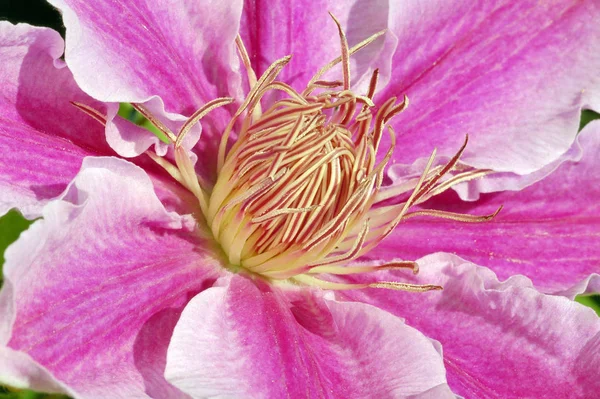 Purpurowe Płatki Kwiatów Clematis — Zdjęcie stockowe