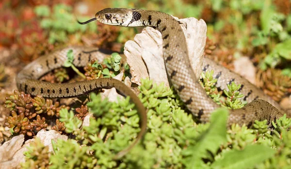 Γραφική Θέα Του Μαγευτικό Επικίνδυνο Φίδι — Φωτογραφία Αρχείου