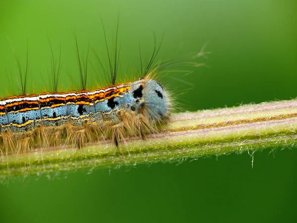 Insecto Oruga Gusano Pequeño —  Fotos de Stock