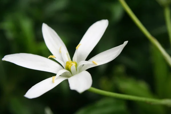 Hermoso Plano Botánico Fondo Pantalla Natural — Foto de Stock