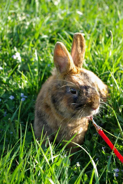 Cute Bunny Closeup Shot — Stock Photo, Image