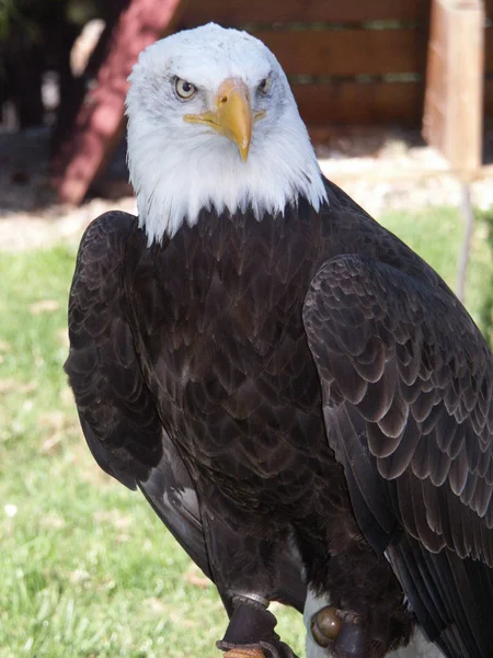 Malerischer Blick Auf Den Majestätischen Weißkopfseeadler Wilder Natur — Stockfoto