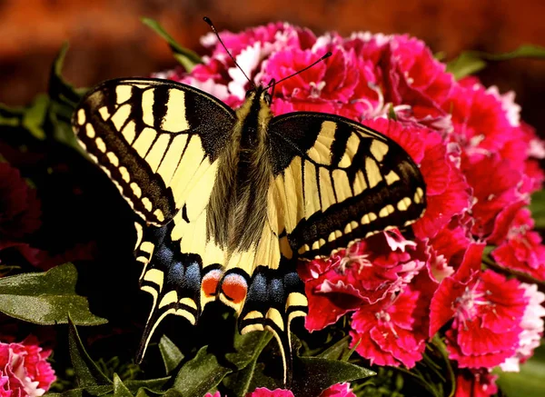 Close Butterfly Habitat Wildness Concept — Stock Photo, Image