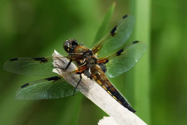 Natureza Inseto Libélula Odonata Voar — Fotografia de Stock