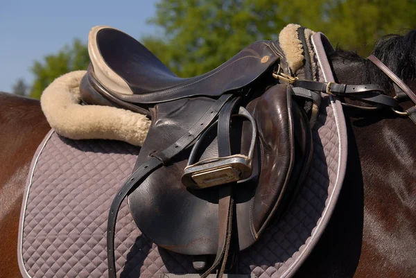 Paarden Overdag Buiten — Stockfoto