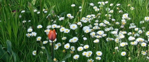 Bellissimi Fiori Sfondo Concetto Floreale — Foto Stock