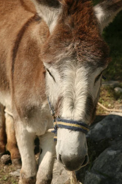 Burro Burro Burro — Foto de Stock