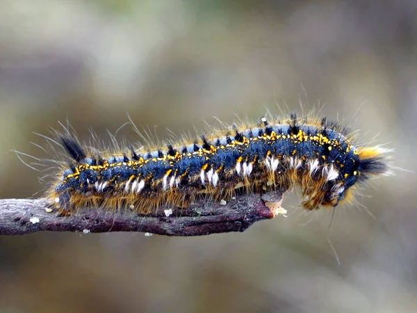 Gusano Oruga Insecto Naturaleza — Foto de Stock