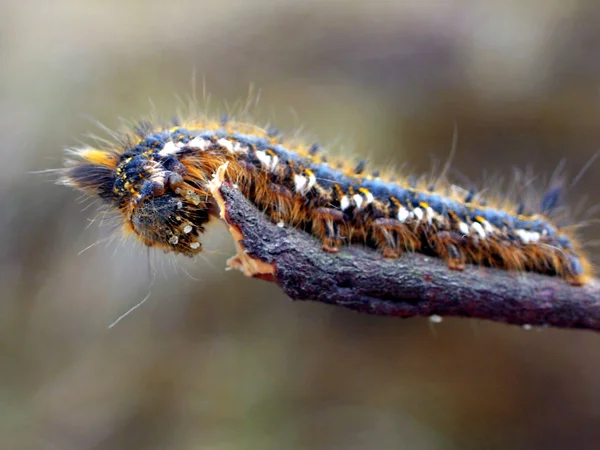 Caterpillar Insect Small Worm — Stock Photo, Image