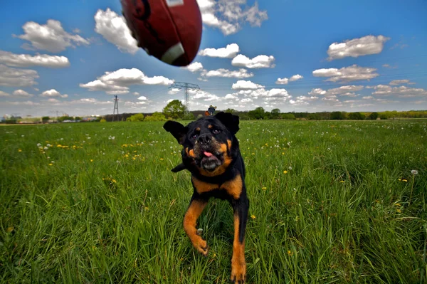 Photo Taken 1000 Second Hit Ball Exactly Head — Foto de Stock