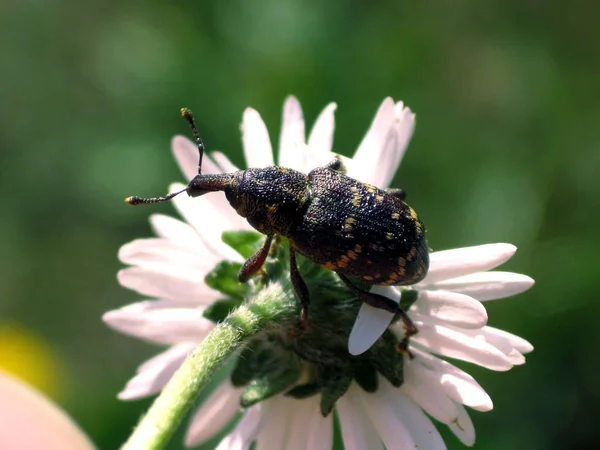 Vista Ravvicinata Bug Natura — Foto Stock