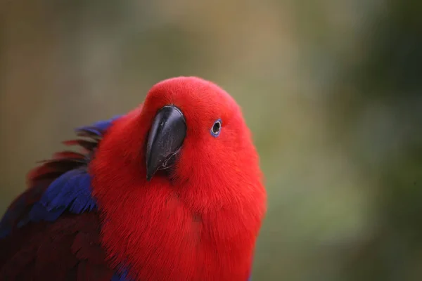 Eclectus Roratus Samice Samiec Jest Całkowicie Inny Kolor Zielony Czerwonymi — Zdjęcie stockowe