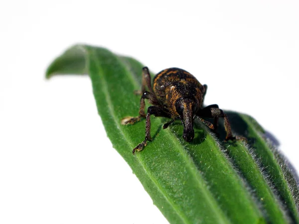 Primer Plano Error Naturaleza Salvaje — Foto de Stock