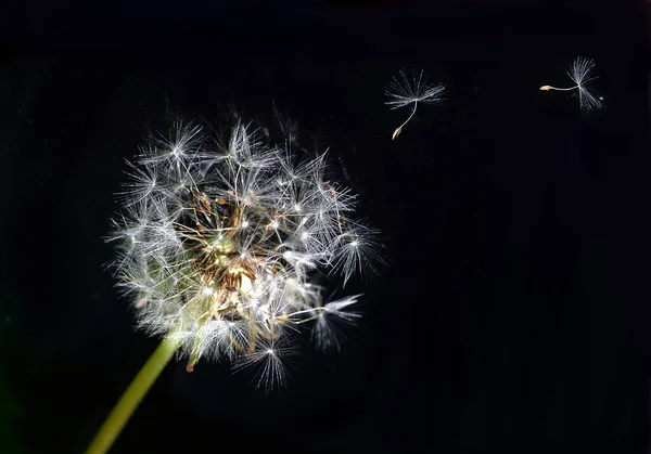 Close Uitzicht Natuurlijke Paardebloem — Stockfoto