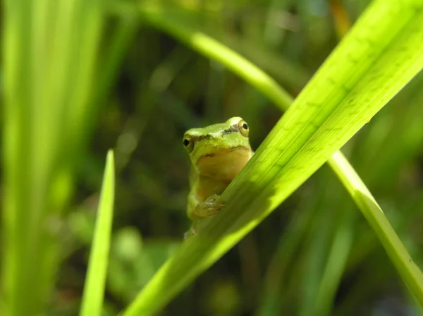 Rana Animale Anfibio Rospo — Foto Stock