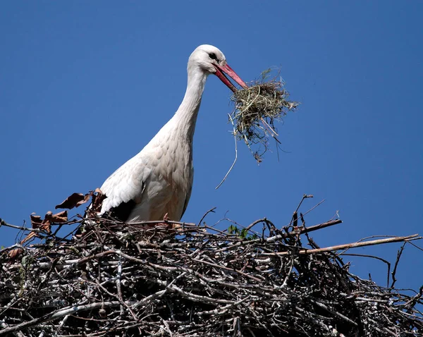 Vista Panorámica Hermoso Pájaro Naturaleza — Foto de Stock