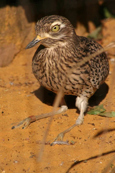 Scenic View Beautiful Bird Nature — Stock Photo, Image