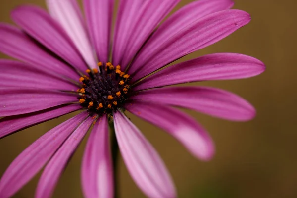 Schöne Blumen Blumiges Konzept Hintergrund — Stockfoto