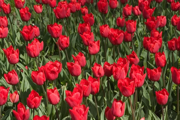 Kvetoucí Tulipány Květiny Jarní Flóra — Stock fotografie