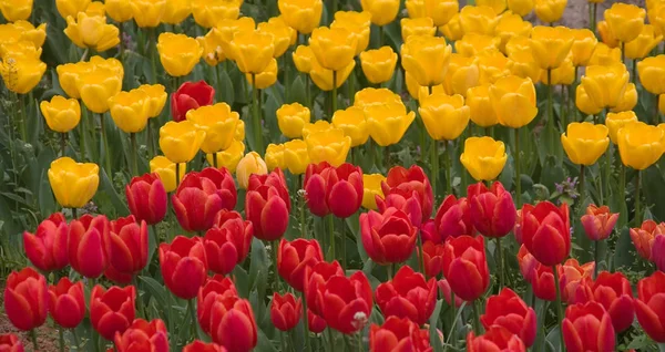 Belles Fleurs Tulipes Printemps Flore — Photo