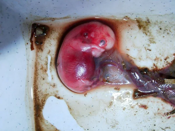 Dias Idade Cerca Grande Embrião Que Égua Perdeu Xxl Que — Fotografia de Stock