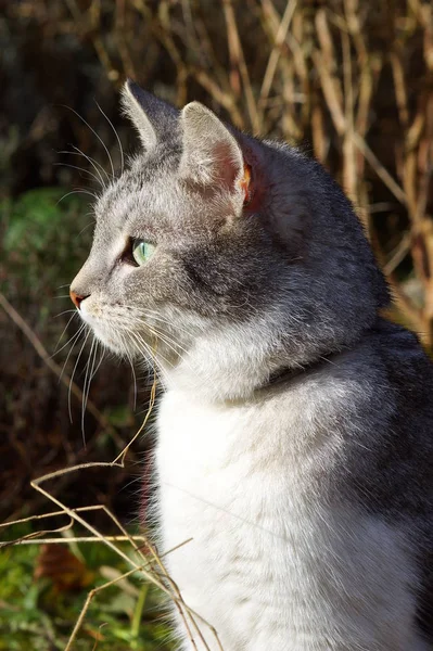 Portret Van Een Schattige Kat — Stockfoto